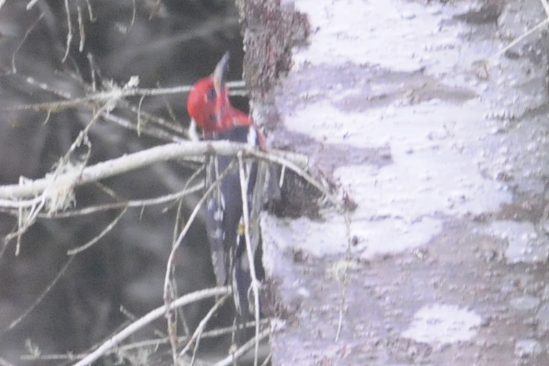 Red-naped x Red-breasted Sapsucker (hybrid) - ML29851441