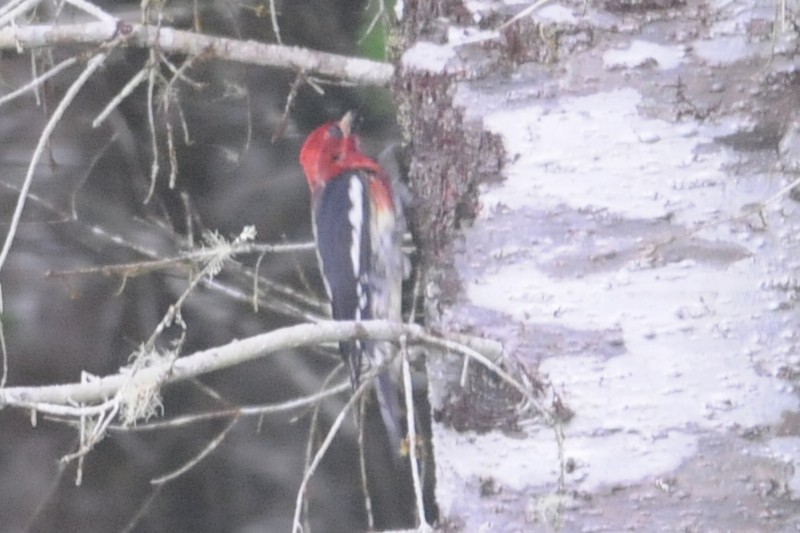 Red-naped x Red-breasted Sapsucker (hybrid) - ML29851451