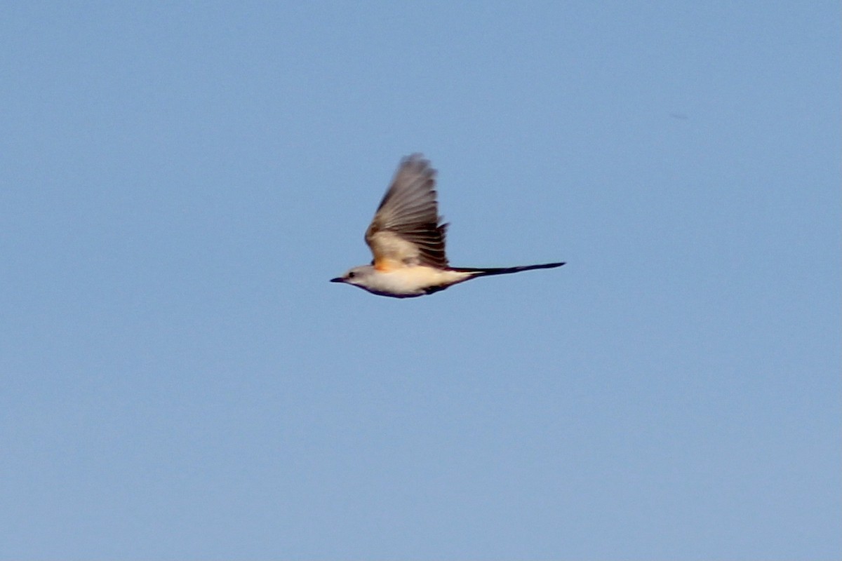 Scissor-tailed Flycatcher - ML298515061