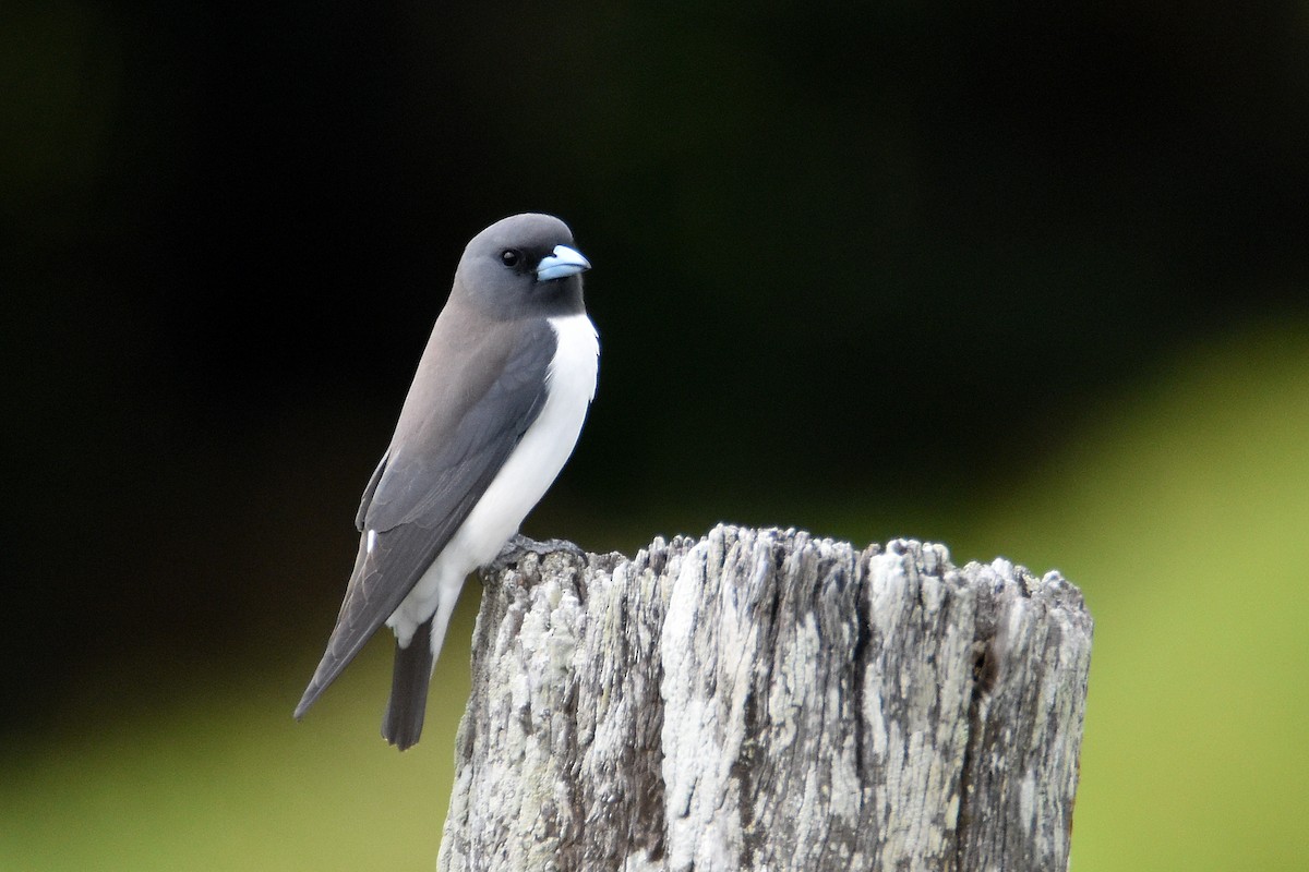 White-breasted Woodswallow - ML298515451