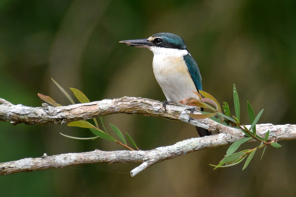 Sacred Kingfisher (Australasian) - ML298515591