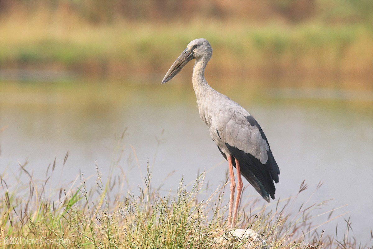 Asian Openbill - ML298517571