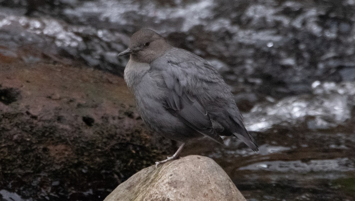 American Dipper - ML298517761