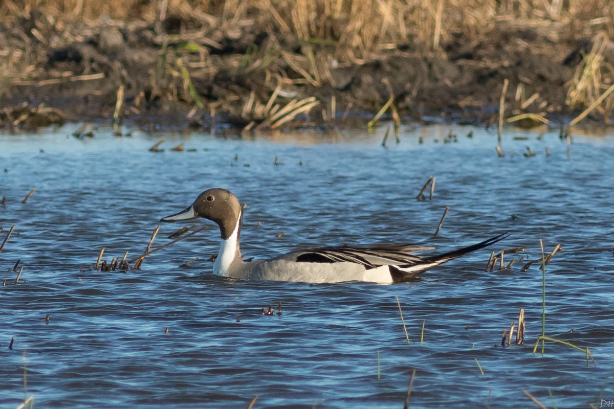 Northern Pintail - David Hill