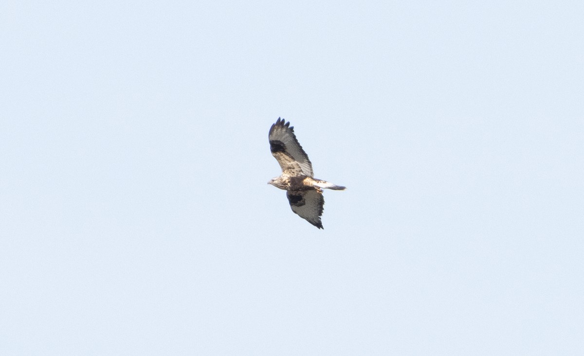 Rough-legged Hawk - ML298519301