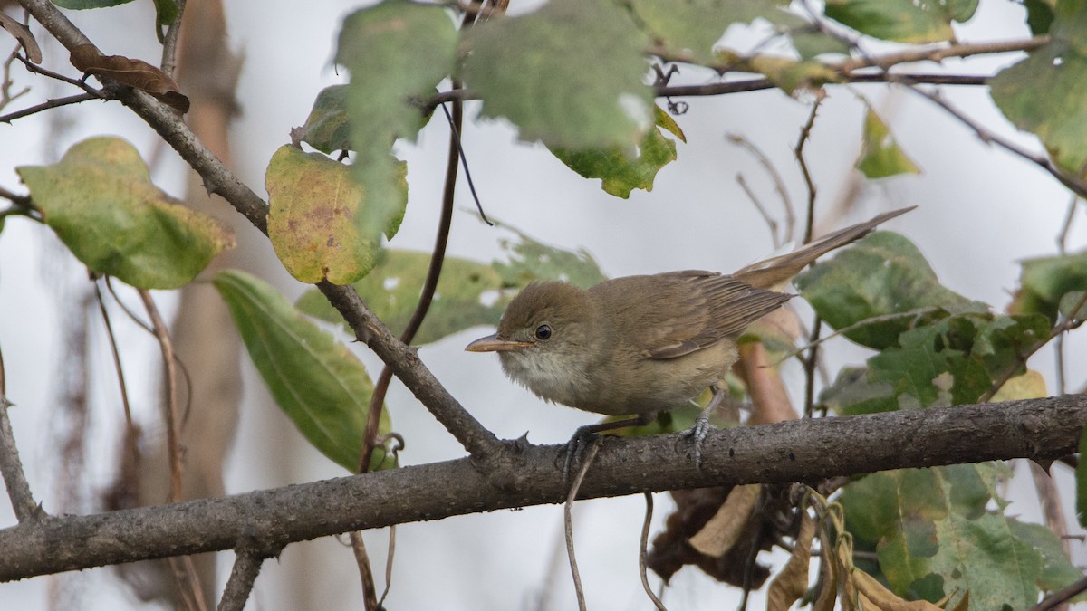 Thick-billed Warbler - ML298521861