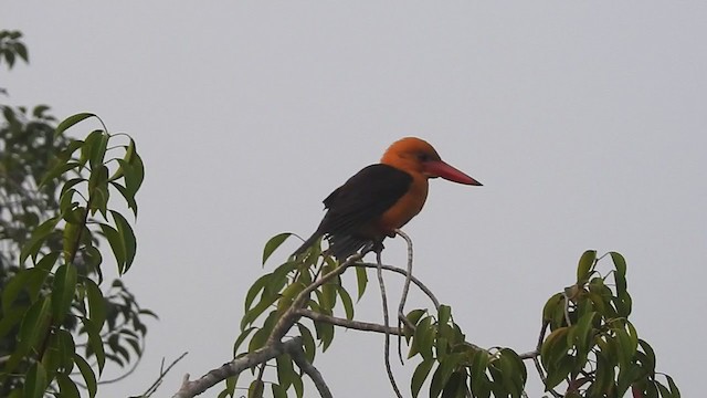 Brown-winged Kingfisher - ML298522321