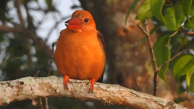 Brown-winged Kingfisher - ML298522581