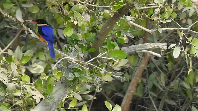 Black-capped Kingfisher - ML298522641