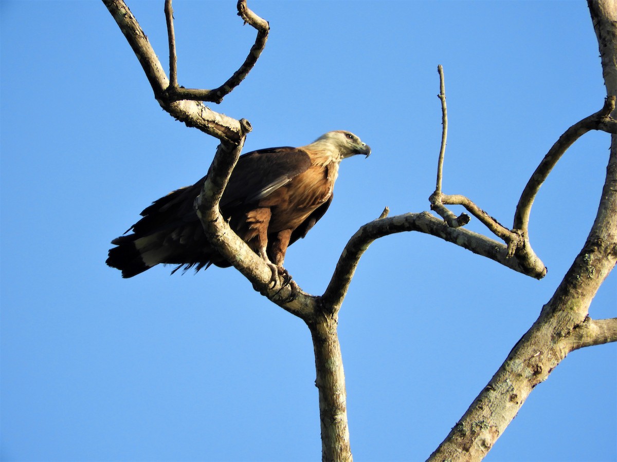 Pallas's Fish-Eagle - Laurige Boyer