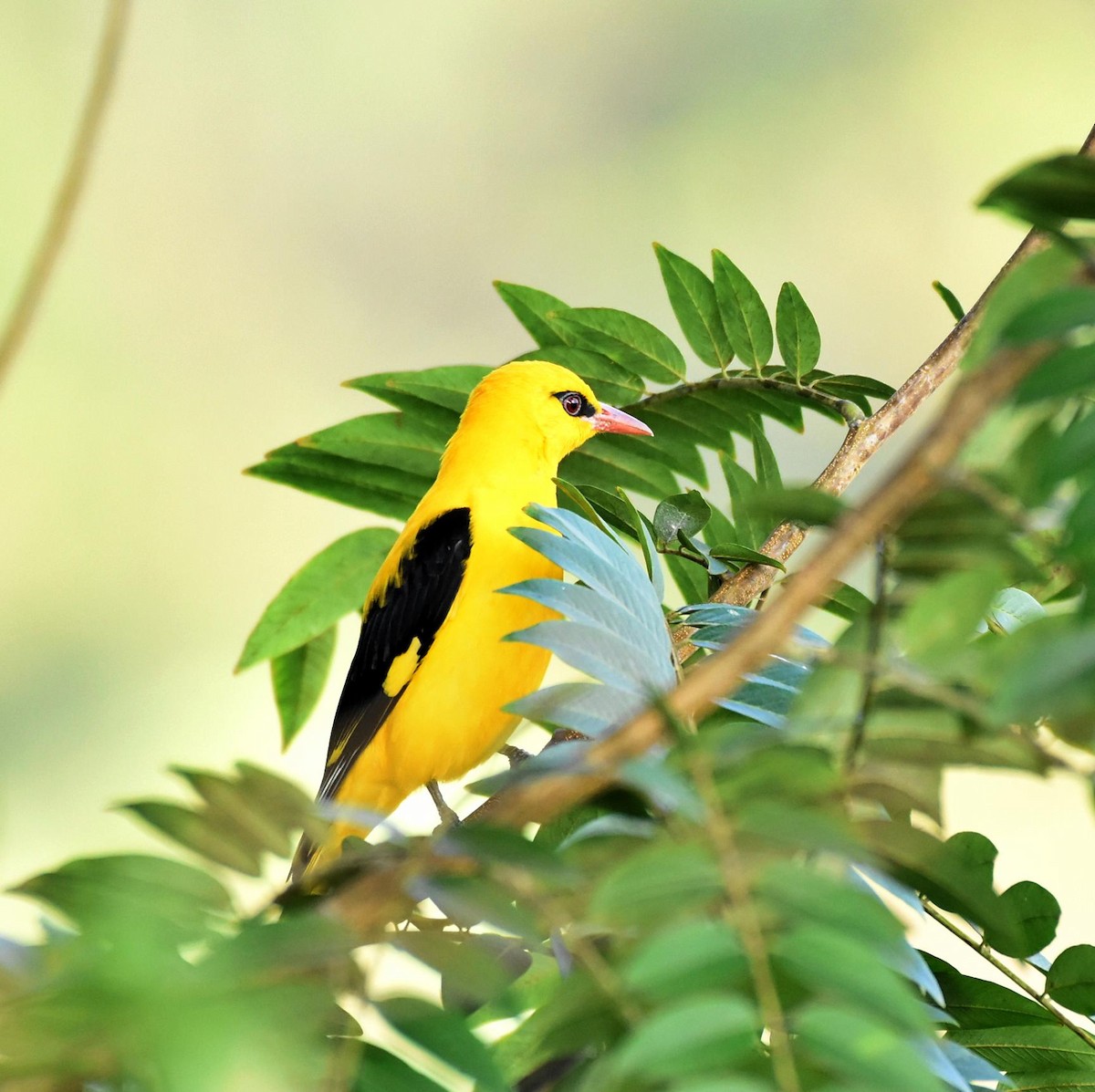 Indian Golden Oriole - ML298523521