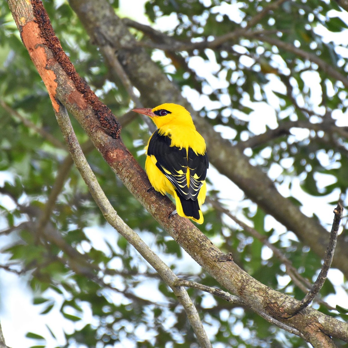 Indian Golden Oriole - ML298523531