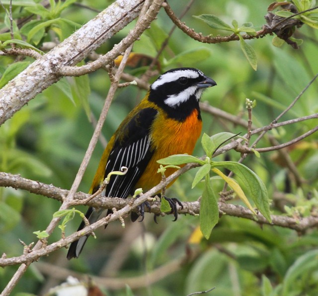 Jamaican Spindalis - Frank Mantlik