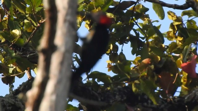 White-bellied Woodpecker - ML298526071