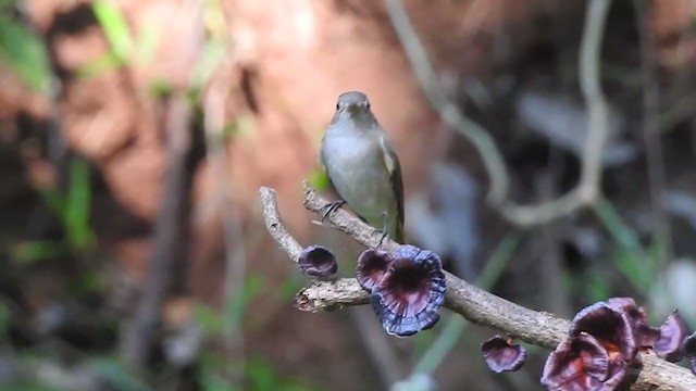 Rusty-tailed Flycatcher - ML298526151