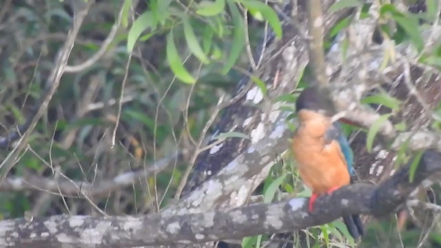 Stork-billed Kingfisher - ML298526191