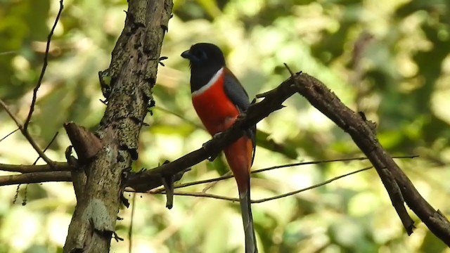 Trogon de Malabar - ML298526301