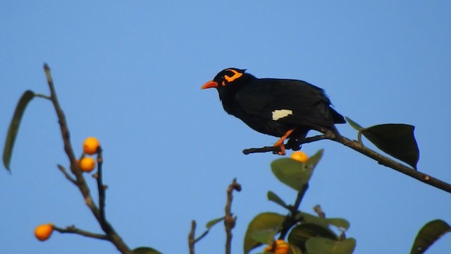 Southern Hill Myna - ML298526371