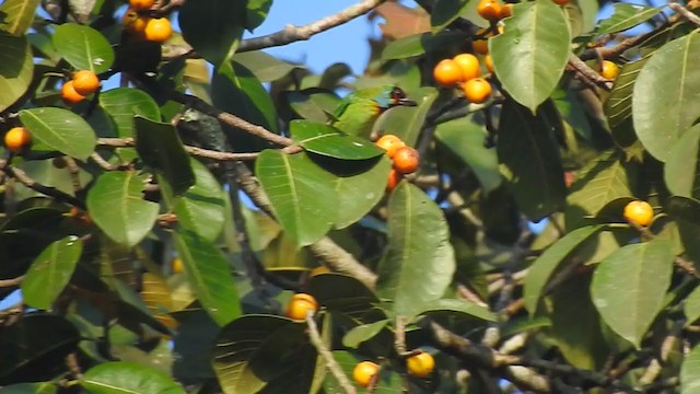 Malabar Barbet - ML298526451