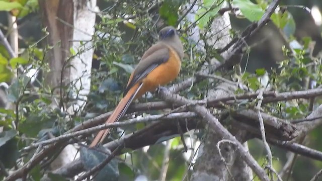 trogon indický - ML298526521