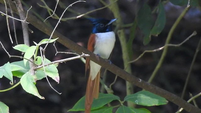 Indian Paradise-Flycatcher - ML298526601