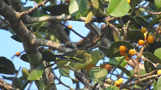 Gray-fronted Green-Pigeon - ML298526671