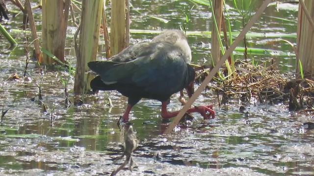 African Swamphen - ML298526801