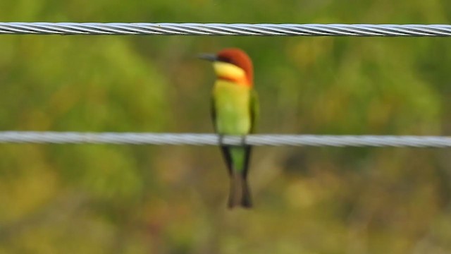 Chestnut-headed Bee-eater - ML298526871