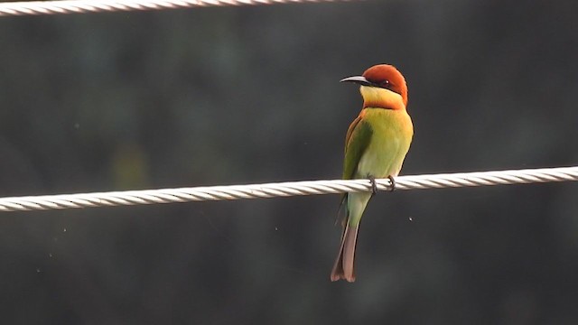 Chestnut-headed Bee-eater - ML298526901