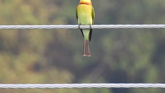 Chestnut-headed Bee-eater - ML298526981