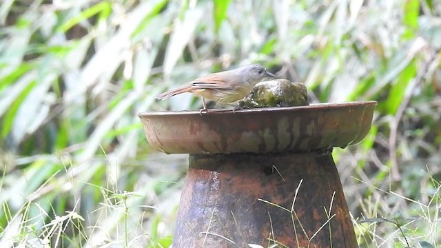 Brown-cheeked Fulvetta - ML298527191