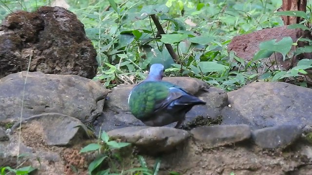 Asian Emerald Dove - ML298527311