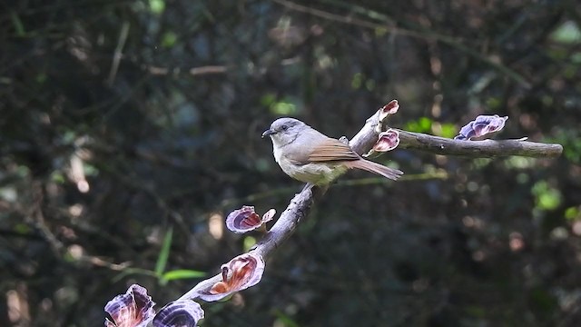 Brown-cheeked Fulvetta - ML298527481