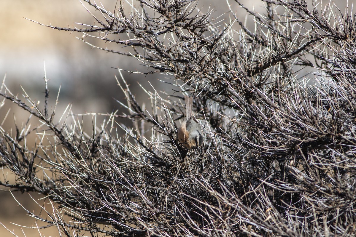 White-browed Tit - ML298527561