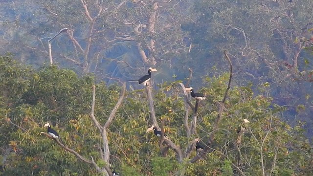 Malabar Pied-Hornbill - ML298529041