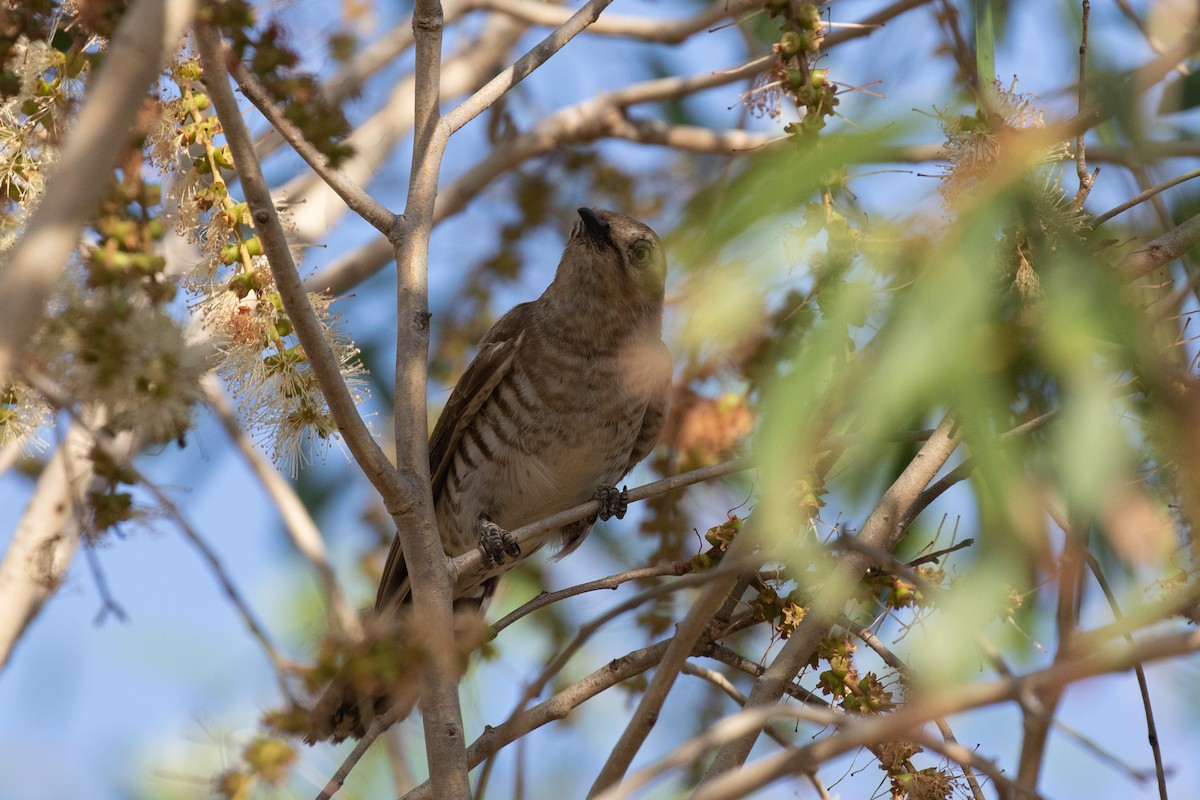 Horsfield's Bronze-Cuckoo - ML298529731