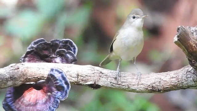 Blyth's Reed Warbler - ML298529811