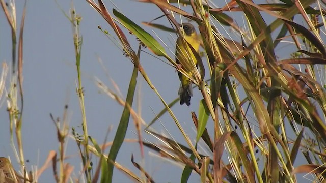 Black-headed Bunting - ML298531151