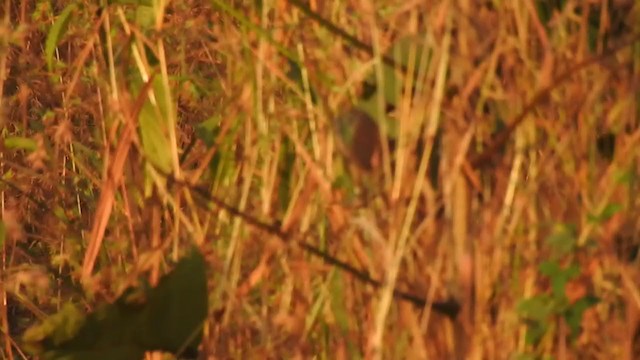 Paddyfield Warbler - ML298531451