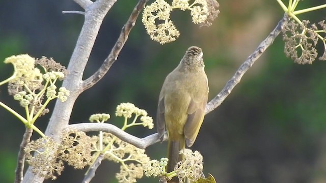 Bulbul à sourcils blancs - ML298532111