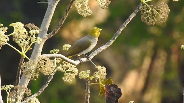 Bulbul à menton jaune - ML298532131