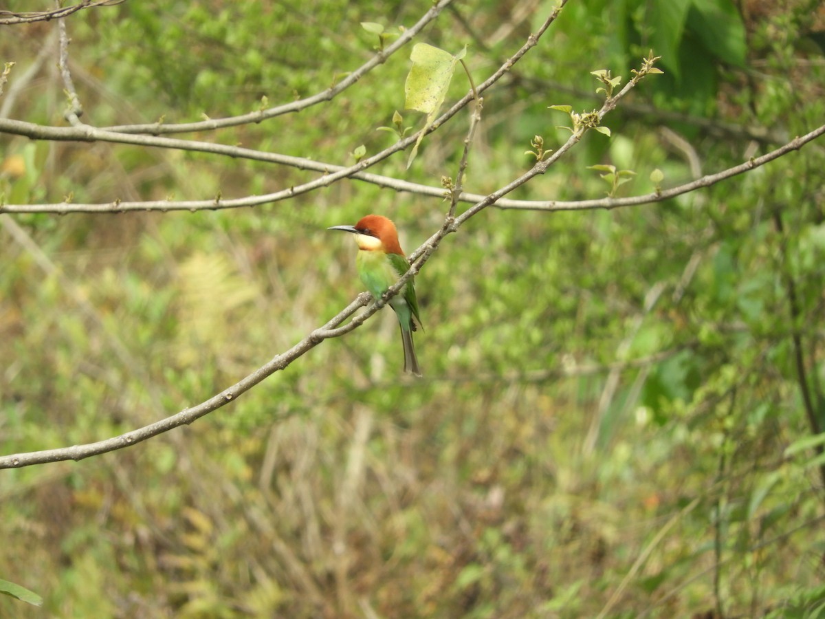 Chestnut-headed Bee-eater - ML298534531