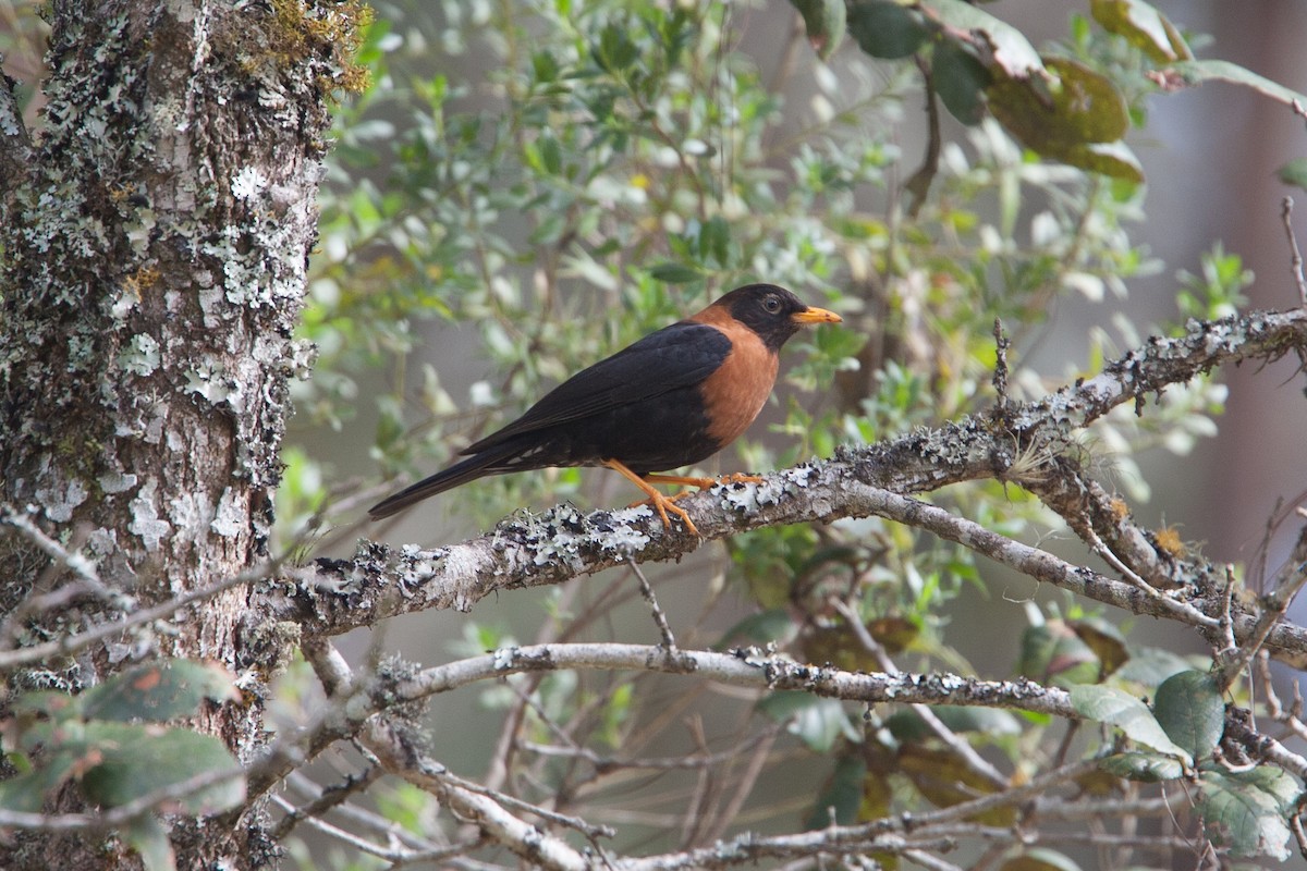 Rufous-collared Robin - Simon Colenutt