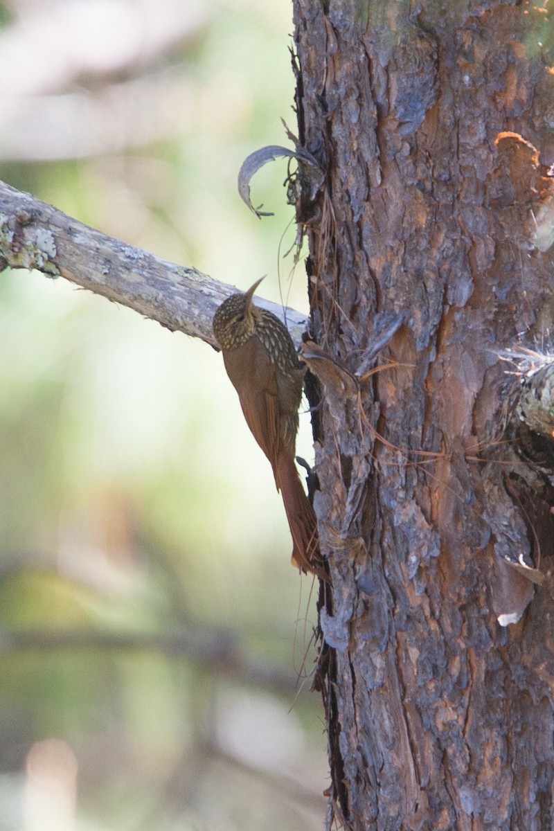 Spot-crowned Woodcreeper (Northern) - ML298534591