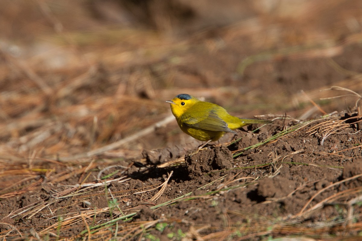 Wilson's Warbler - ML298534621