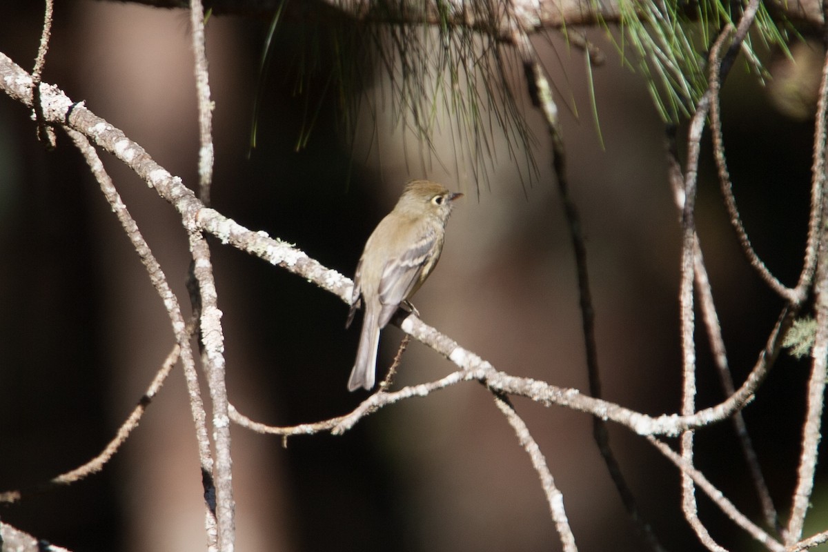 Pine Flycatcher - ML298534651