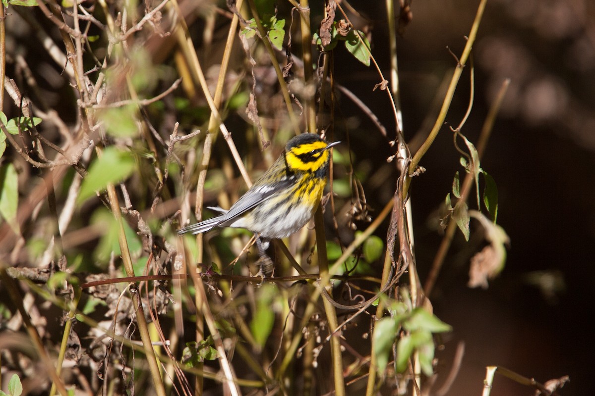 Townsend's Warbler - ML298534791