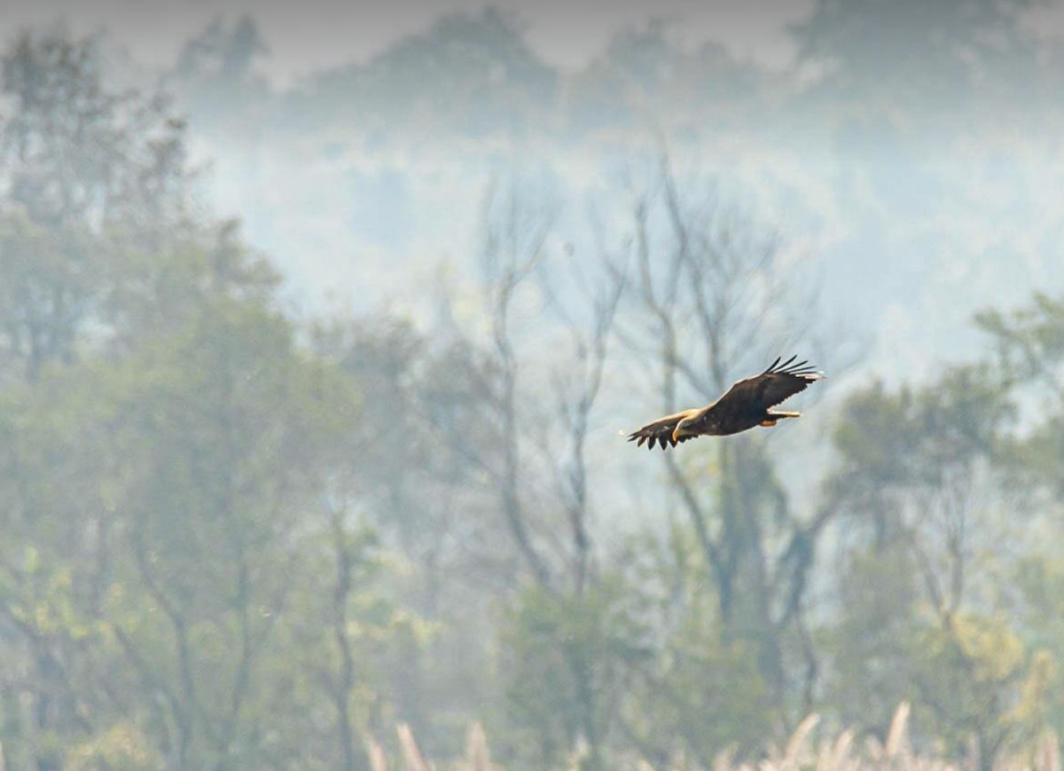 White-tailed Eagle - ML298535201