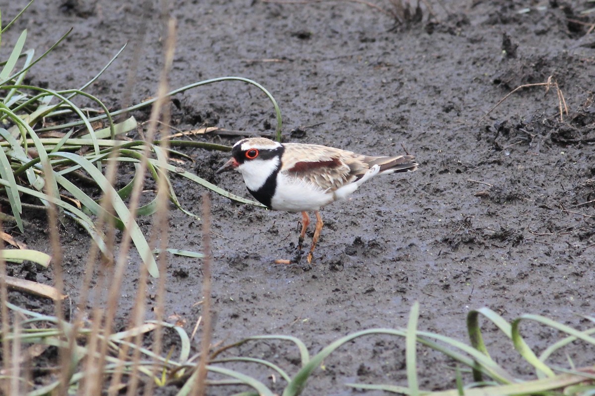 Black-fronted Dotterel - ML298535281