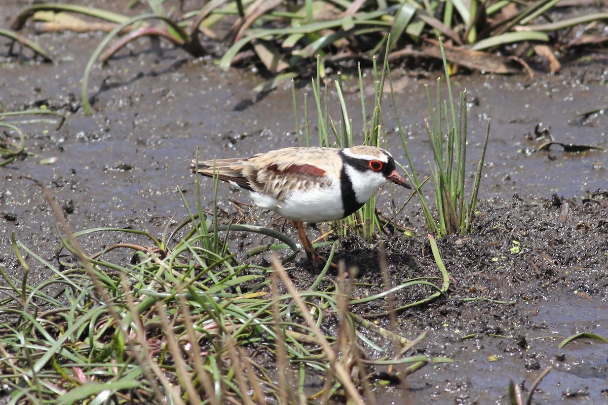 Black-fronted Dotterel - ML298535321